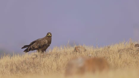 águila esteparia de pie en una colina cubierta de hierba durante el día