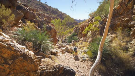 tilt up, hiker walks through rocky gap and native plants, central australia