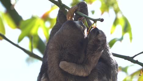 Mother-sloth-eating-flower-buds-with-baby-hanging-on-around-her-neck,-arboreal-animals,-feeding-behavior,-sluggish