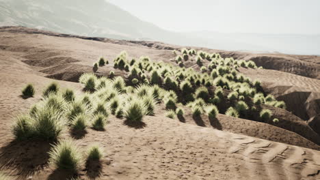 bush in semi desert large wasteland