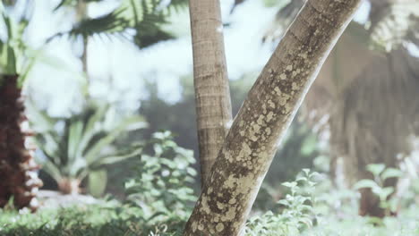 close up of palm trees in a lush tropical jungle