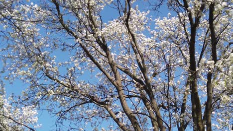 Tree with white blooms slow pan  left