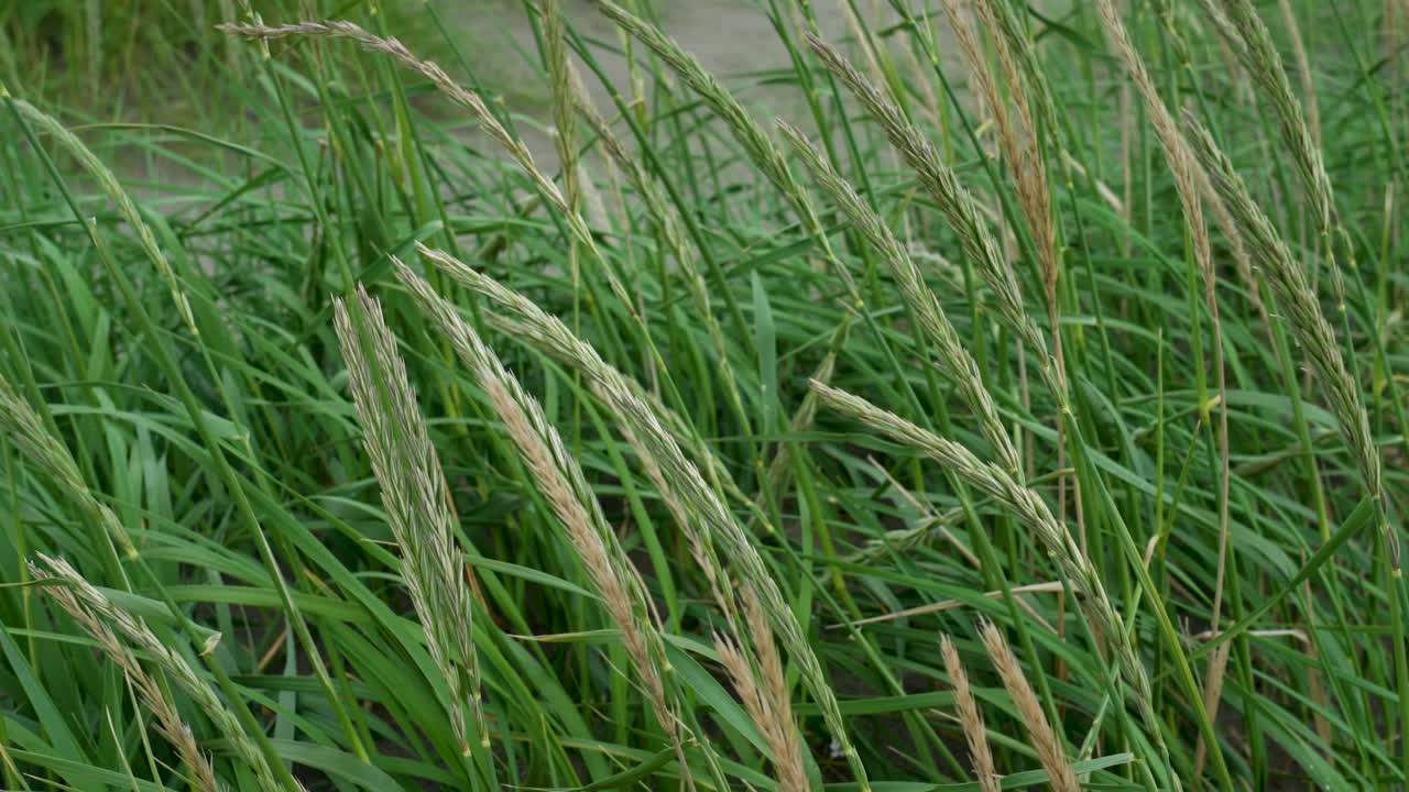 바람 에 흔들리는 라임 잔디 의 클로즈업