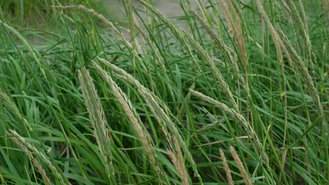 closeup up of lyme grass swaying with the wind