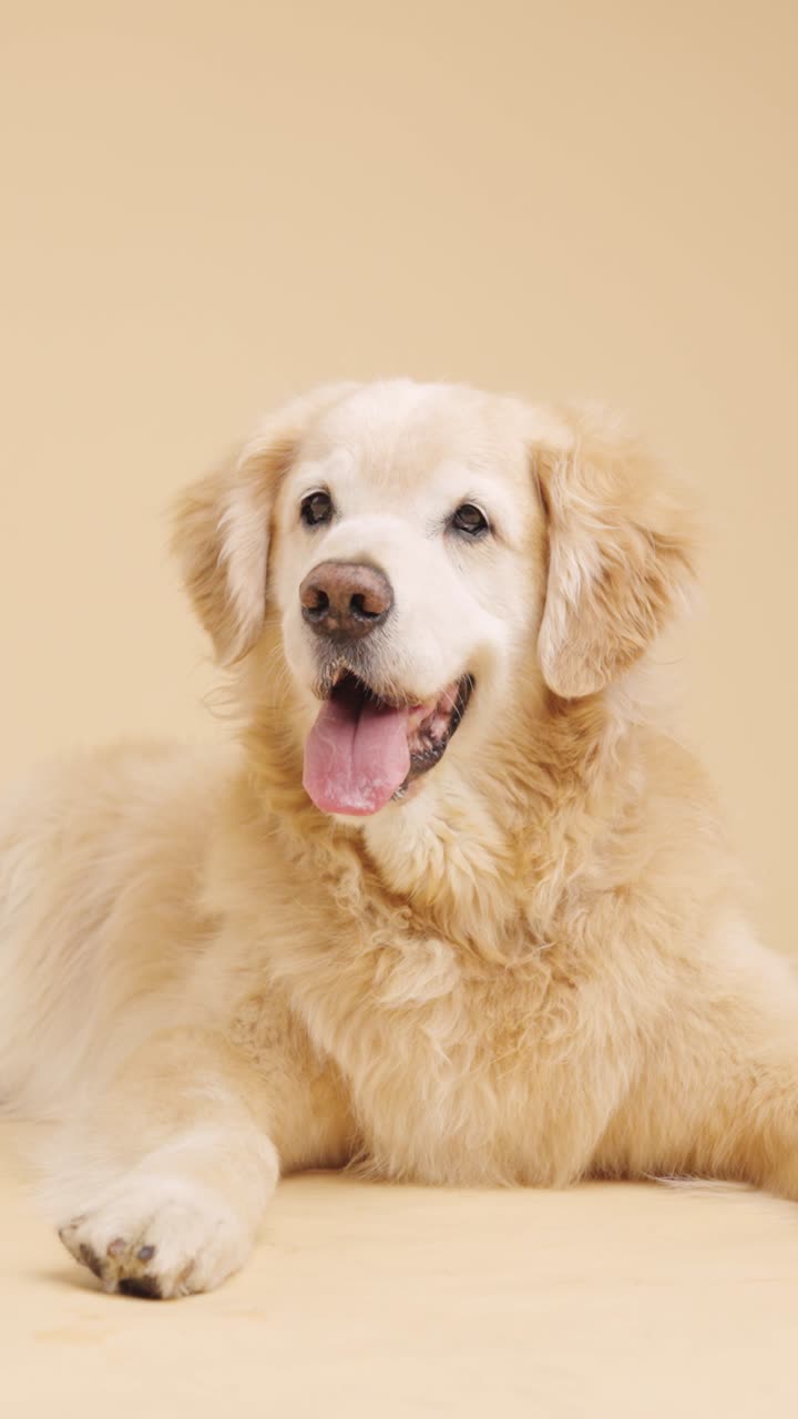 Golden Retriever Dog Portrait