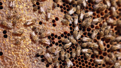 industrious bees sealing the cells full of honey. busy insects preparing organic product for storage.