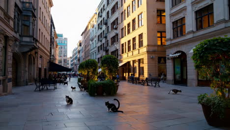cats in a european city street at sunset