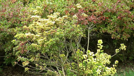 azalea bushes showing colored foliage in autumn