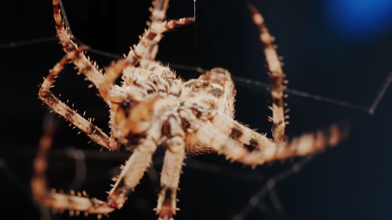 Close up of a spider sitting in its web, showing intricate details of its body and fine silk threads