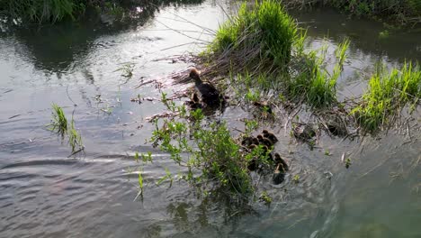 Aerial-view-of-Merganser-with-ducklings-walking-through-grassy-wetland-area-beneath-Hoover-Dam