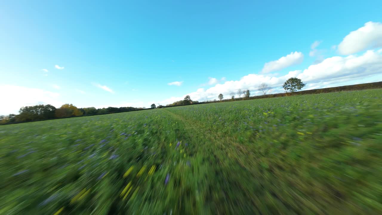 Drone FPV a bassa quota sopra un prato di fiori dorati con colori autunnali al tramonto nella campagna inglese del Regno Unito
