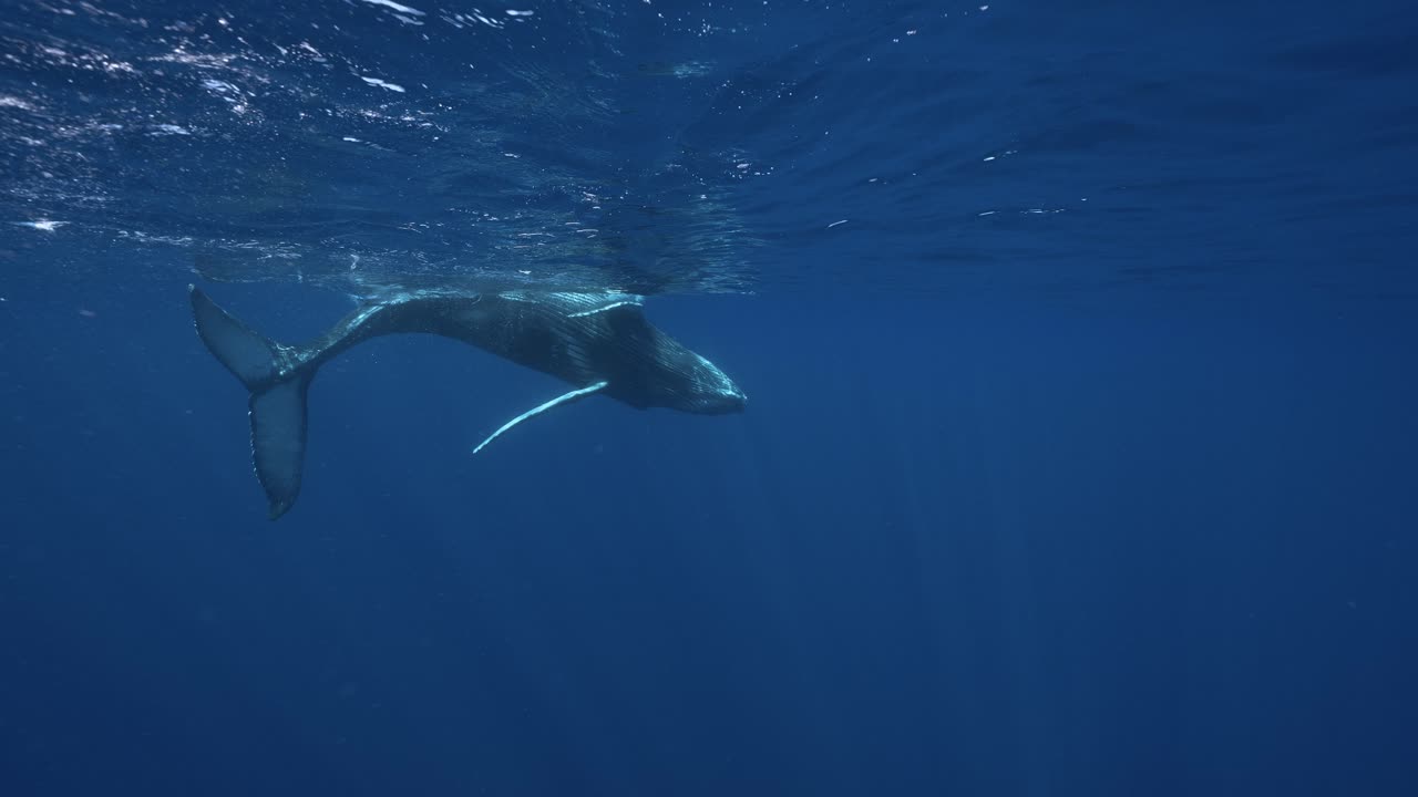 타히티, 프랑스령 폴리네시아의 맑은 열대 바다 표면에서 놀고 있는 아기 혹등고래의 슬로우 모션 샷