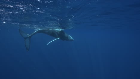 toma en cámara lenta de una ballena jorobada bebé jugando en la superficie en las claras aguas tropicales de la polinesia francesa, tahití