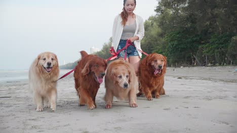 a woman owner holding the leashes golden retriever dog and walking on the beach together