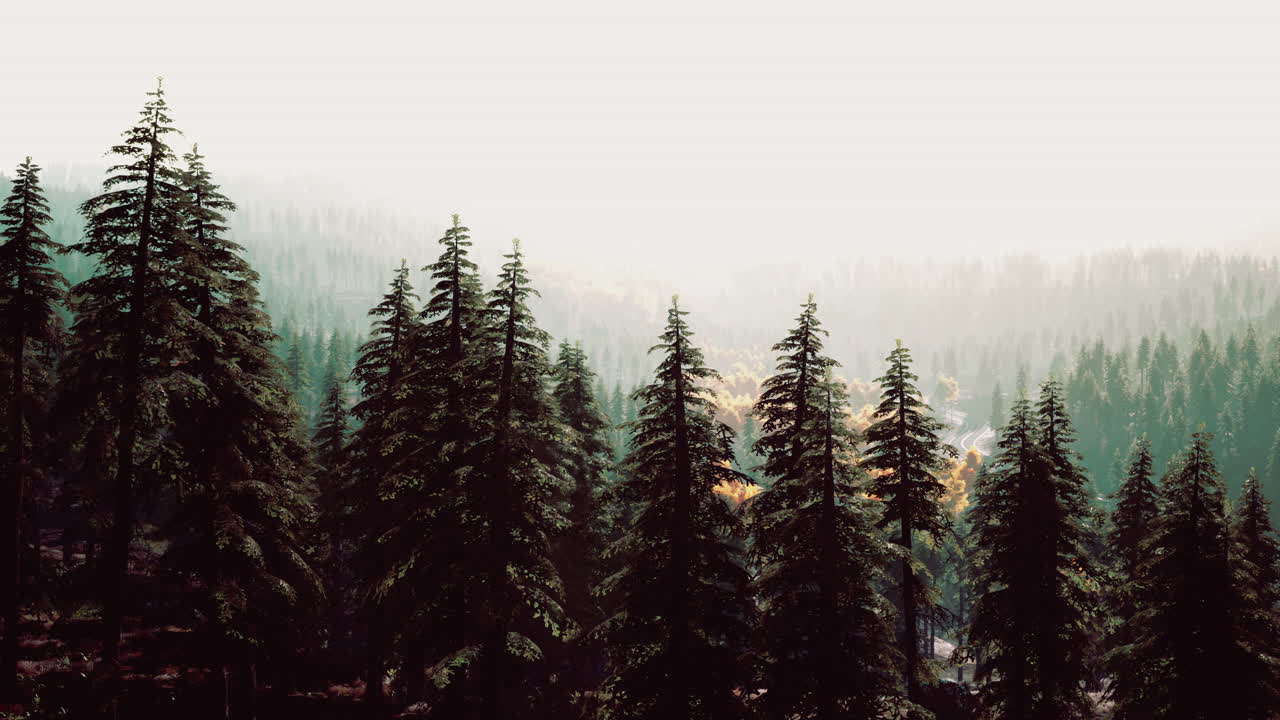 아침 에 안개 가 가득 한 산 숲 풍경