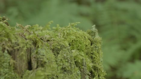 moss-covered tree stump in forest