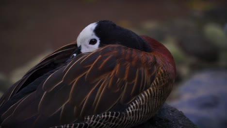 close up photo of white-faced whistling duck sleep on the rock - dendrocygna viduata