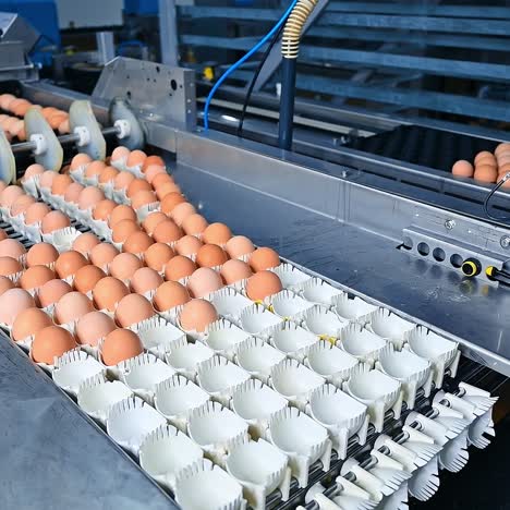 Automated machine working with fresh quality eggs. Eggs production on a poultry farm. Modern technology for sorting eggs on factory