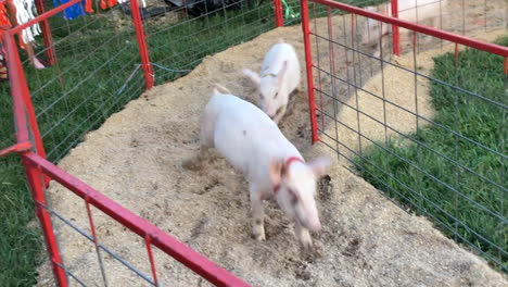 Pigs-racing-on-track-at-fair