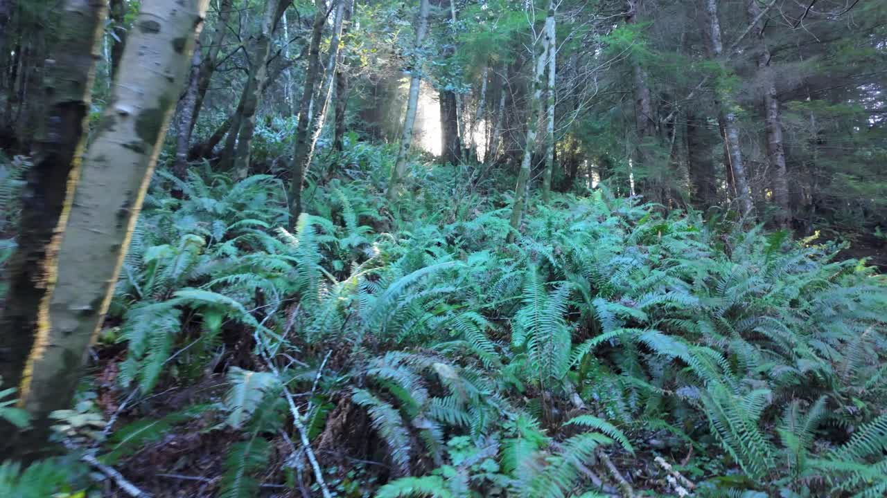 Gimbal moving shot walking through the redwood forest at Glen Blair Junction in Northern California. 4K