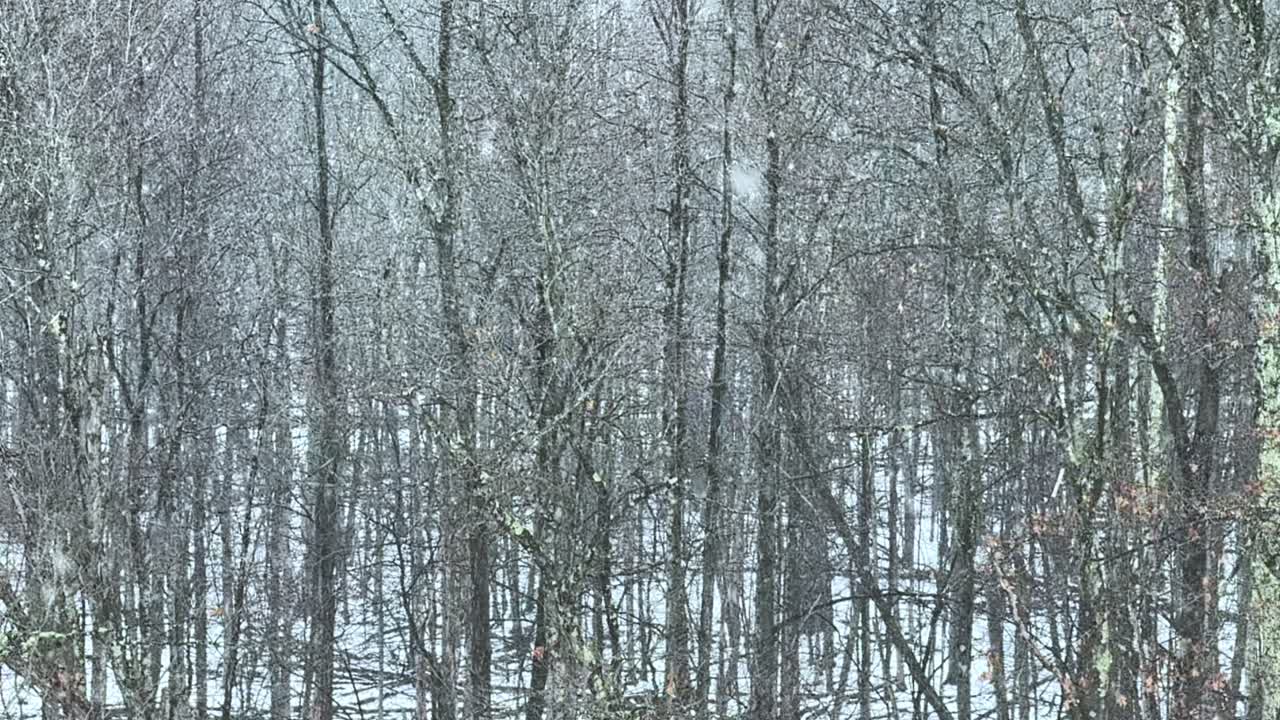 울창하고 아름다운 숲에서 매우 많은 눈이 내리는 - 느린 동작