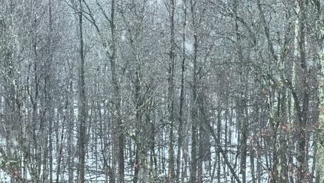 Sehr-Starker-Schneefall-In-Einem-Dichten,-Schönen-Wald---Zeitlupe