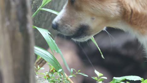 dog is eating tree leaf