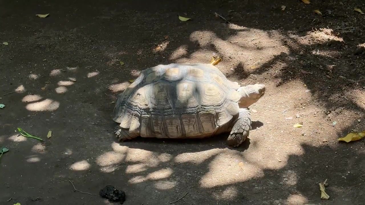 Large Tortoise Resting on Dirt Ground in Sunlight