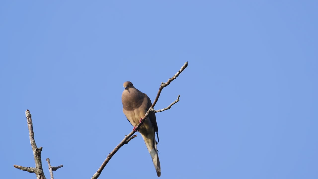 una paloma de luto beige encaramada en la copa de un árbol sin hojas contra un fondo de cielo azul