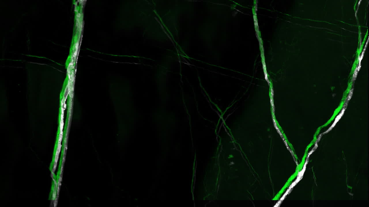 animación de movimiento y cambio de textura verde y espacio de copia en fondo negro