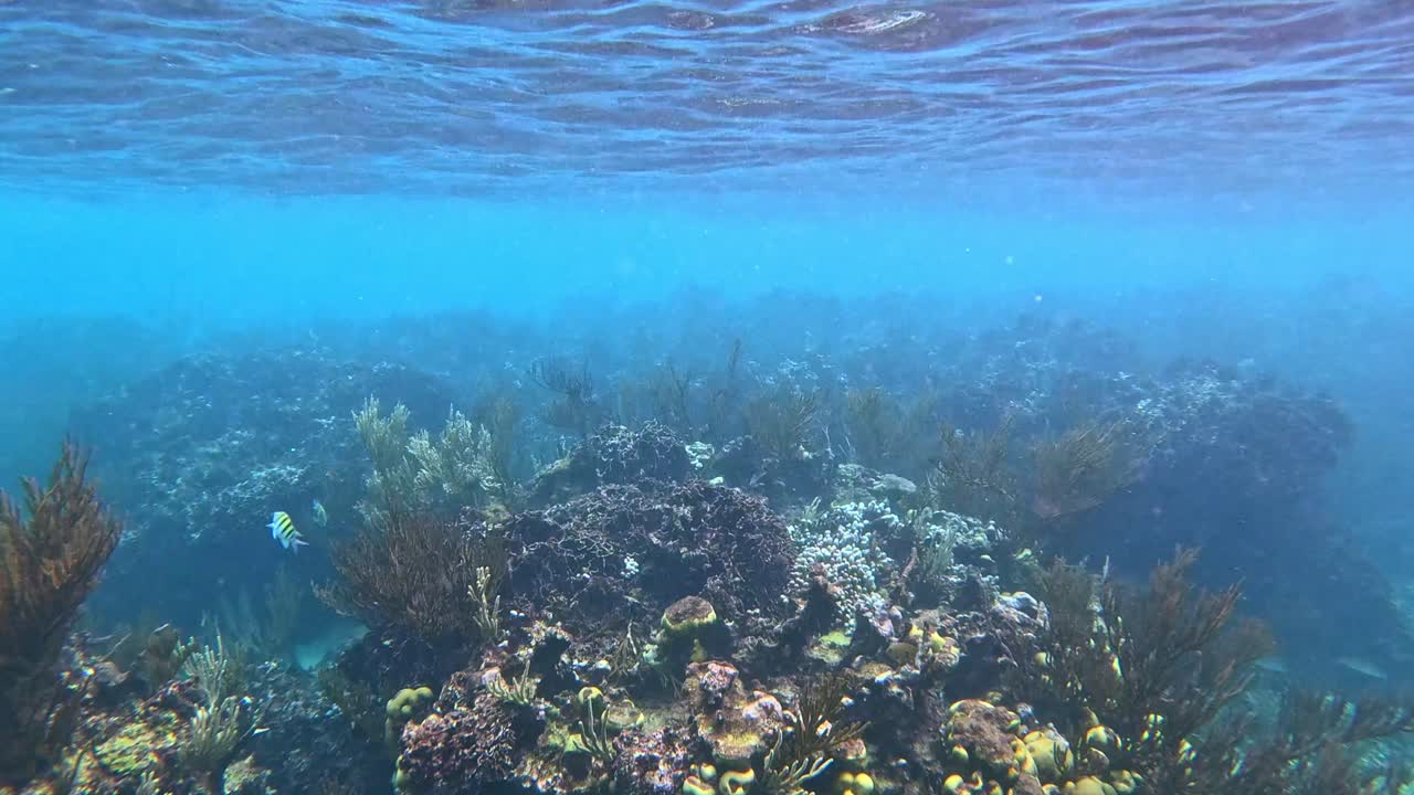 Incredible coral reef near the beaches of Tulum