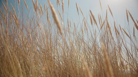 Low-angle-view-of-golden-beach-grass-gently-moving-in-the-wind