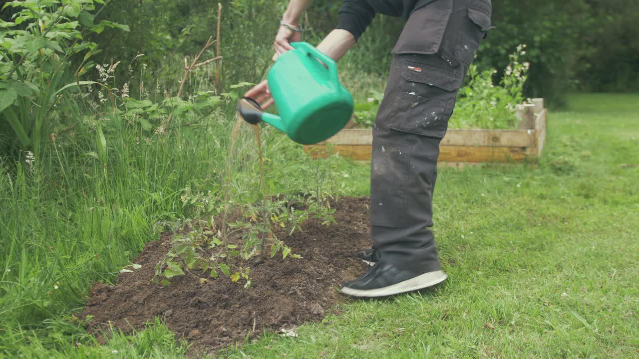 Watering newly transplanted tomato plants with natural fertilizer