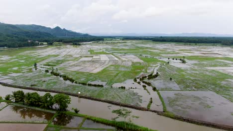 drone flying over irrigated rice fields of kebumen district in indonesia