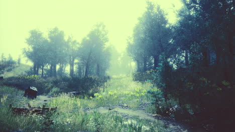 misty forest path with sunlight filtering through the trees in morning light