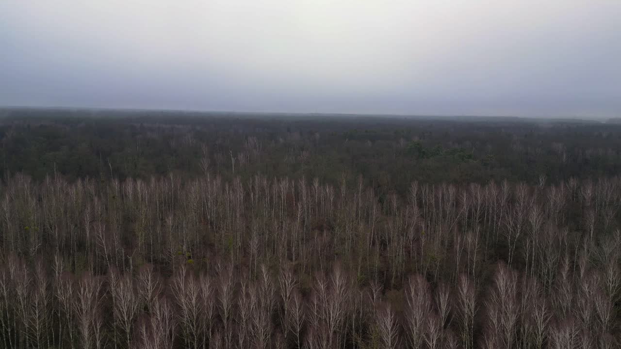어두운 겨울 날 동안 잎이 없는 버드 숲을 고 있는 안개.