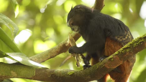 ein brillant aussehender tamarin-affe mit sattelrücken genießt es, eine große heuschrecke zu essen, die in seinen händen oben im baum gehalten wird