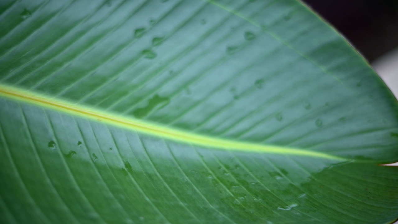 Close up of a green tropical leaf with visible veins and water droplets
