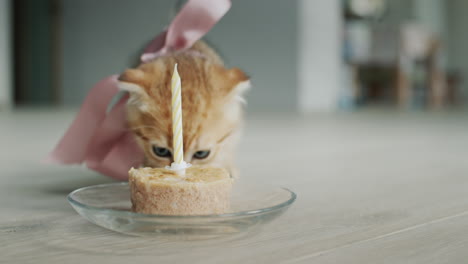 kitten being treated to a festive treat