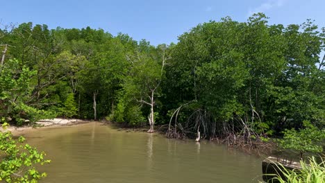 camera slowly pans along a sunlit mangrove forest shoreline with lush greenery, sandy banks, and calm water under clear blue sky