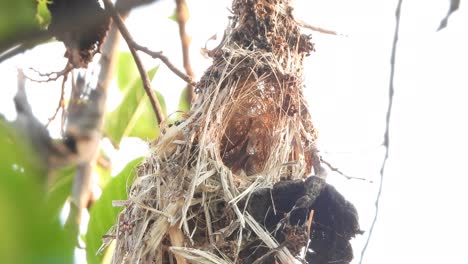 colibrí en huevos de nido -yachting