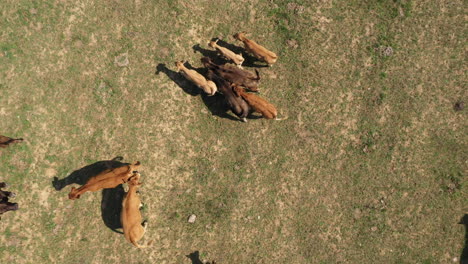 Antenne:-Drohnenaufnahme-Mit-Kamera-Nach-Unten,-Die-Sich-Einer-Herde-Schöner-Brauner-Kühe-Nähert,-Die-Gras-Auf-Einer-Wiese-Weiden-Lassen