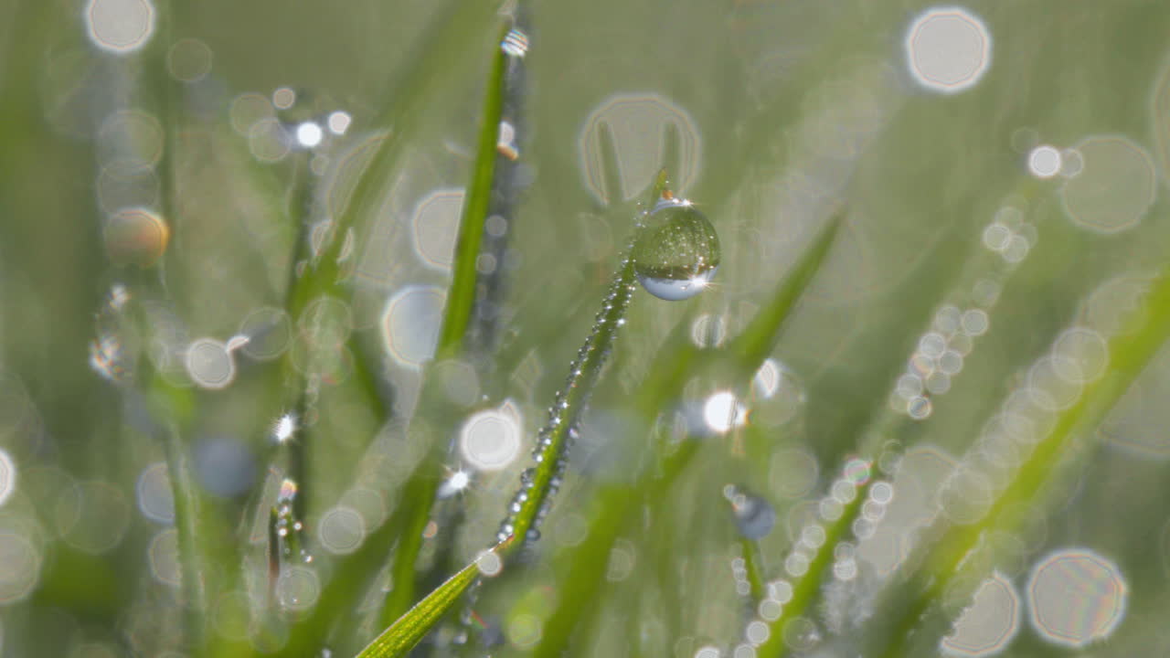 representa una hierba exuberante, cubierta de rocío, cada hoja reluciente con gotas que dispersan la luz, creando un efecto bokeh en el fondo