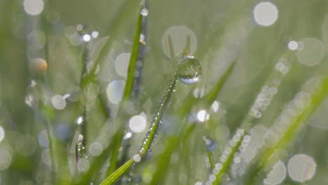 depicts a lush, dew-covered grass, each blade glistening with droplets that scatter the light, creating a bokeh effect in the background