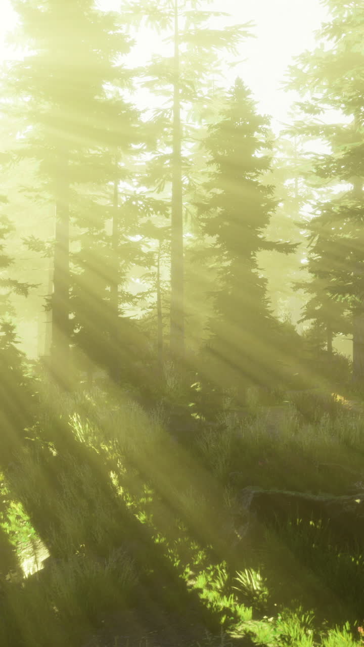Light filters through tall trees in a serene forest at dawn