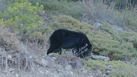 black bear in nature sniffing around looking for food