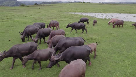 Drone-flies-close-to-group-of-grazing-water-buffalo-during-daytime,-aerial