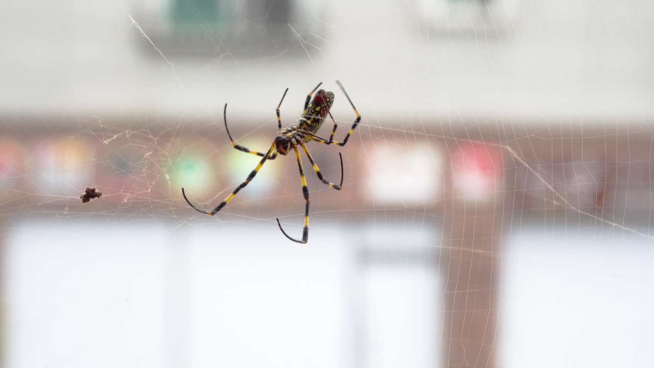 조로 바나나 거미줄 짜기