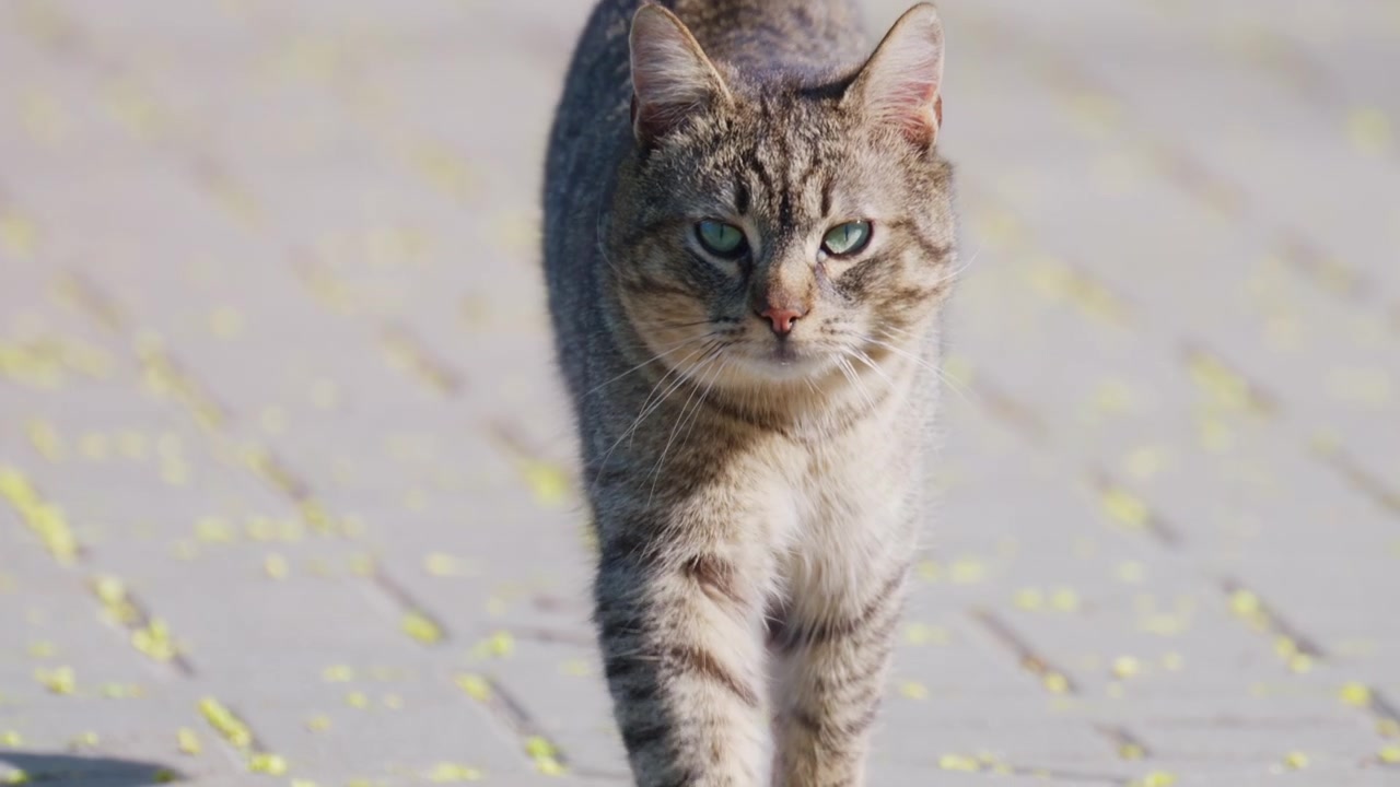 Primo piano di un gatto tigrato che cammina con sicurezza verso la fotocamera sotto una calda luce solare.