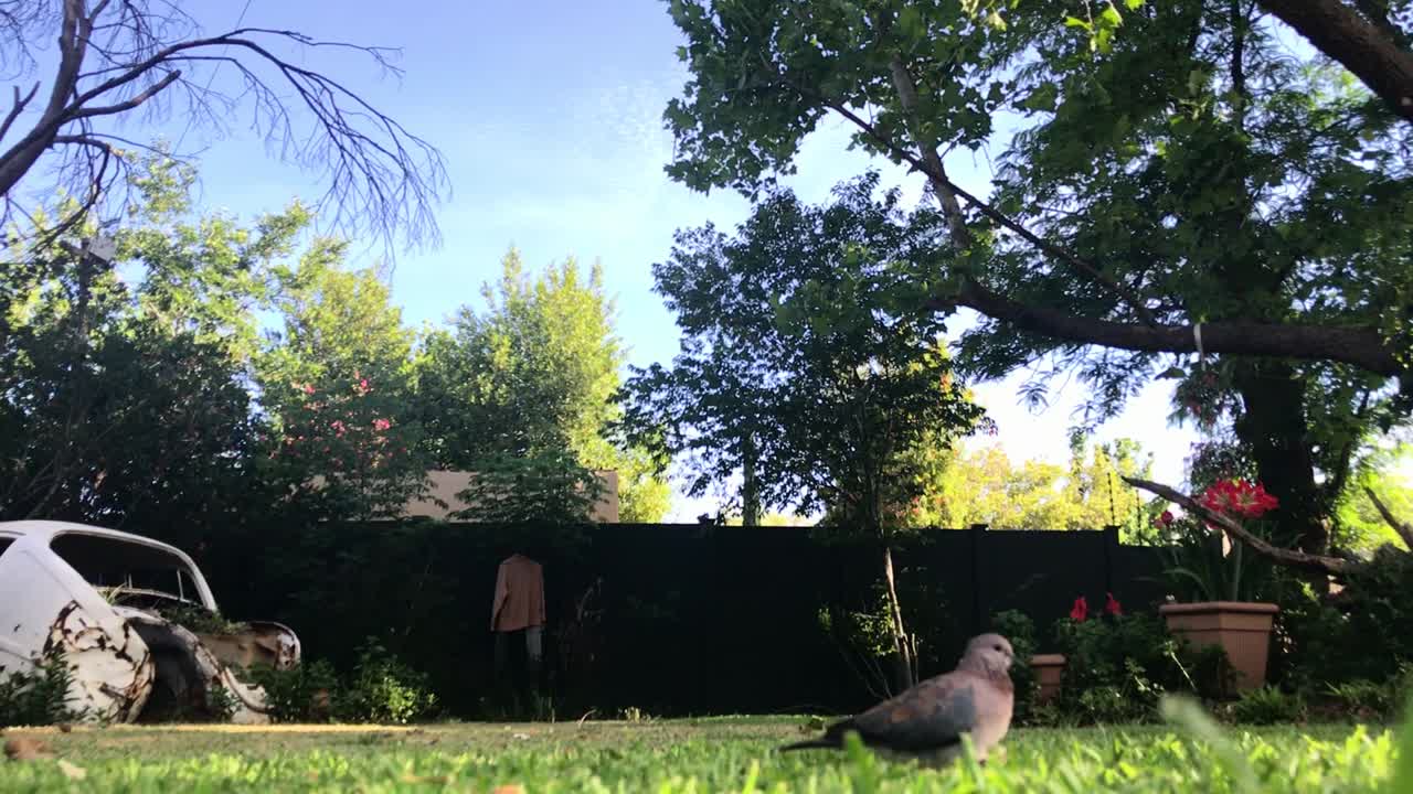 여러 마리의 새가 먹고 있다